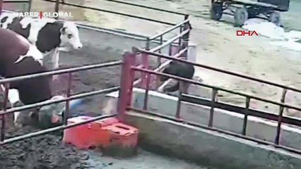 Boğanın 2 kardeşe saldırdığı anlar kamerada