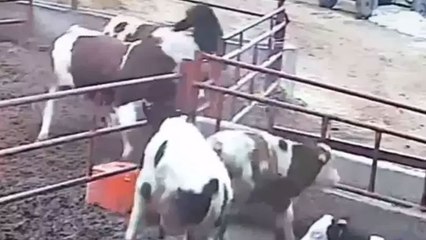 Boğa 2 kardeşe saldırdı! O anlar kamerada