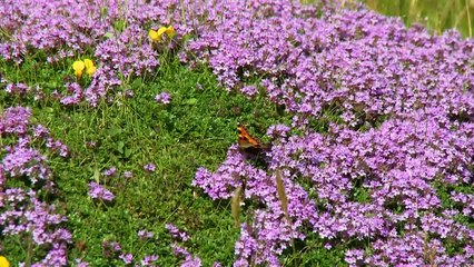 BBC- National Treasuree Of Wales Episode 1 Coastal Care