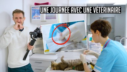 Une journée avec une vétérinaire - Découverte métier