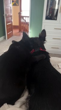 Adorable Black Cat Grooms Her Black Dog Sibling