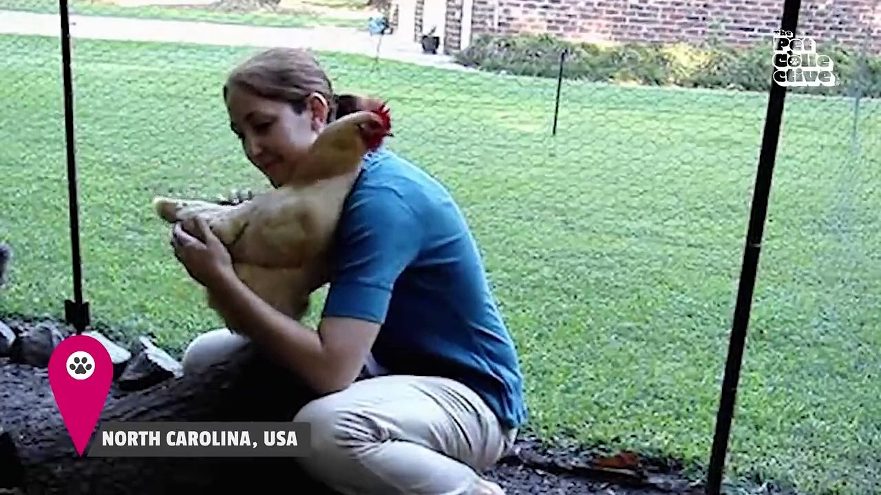 Funniest Farm Animals