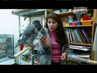 Ne konuştuğunu bilen ve konuşulanları anlayan akıllı papağanlar