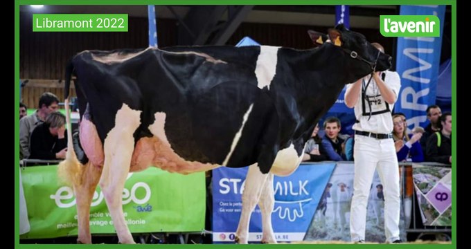 Arnaud Lagneau, jeune éleveur frasnois, présente Rayonnante aux AgriDays à Tournai