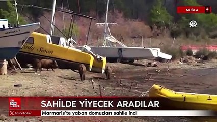 Marmaris'te aç kalan yaban domuzları, sahile indi