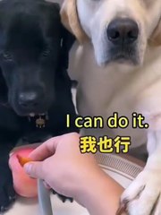 #funny#dogs#funny dogs#fy