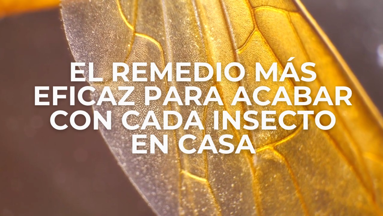 El remedio más eficaz para acabar con cada insecto en casa