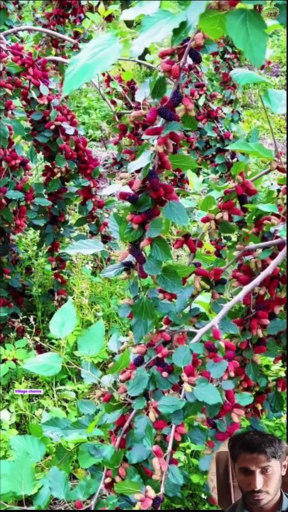 Mulberry fruit scenery|fruit scene|mulberry garden|gardening|gardening ideas at home