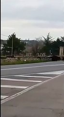 Cinghiali bloccano il traffico per attraversare la strada