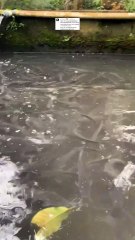 Jangan paksa ikan lele ikuti kita, tapi kita harus faham keinginan ikan lele