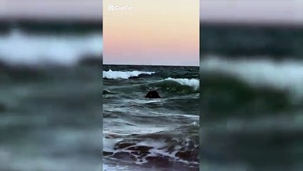 Apareció el cadáver de una vaca en el mar en Las Grutas