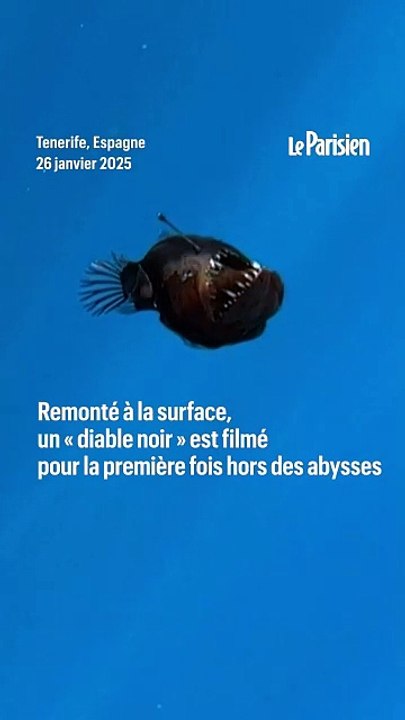 Un « diable noir des abysses » aperçu à la surface