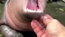 baby hippos