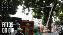 Mangueira com risco de queda é removida da avenida Braz de Aguiar, em Belém