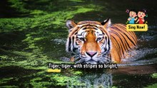 Music to Learn English. Wild Animals