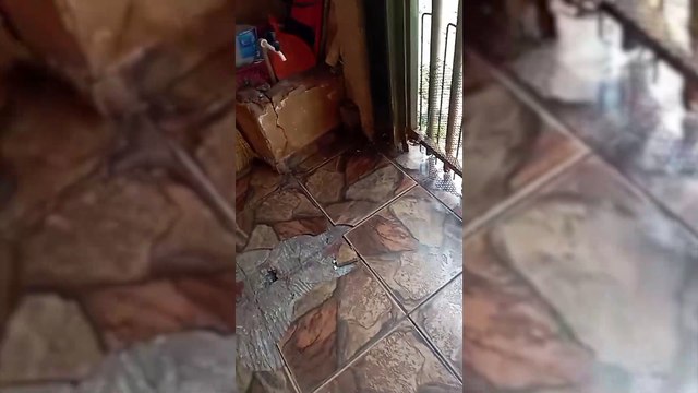 Espalhou todo o cocô do cachorro : Moradores do Guarujá reclamam da coleta de lixo