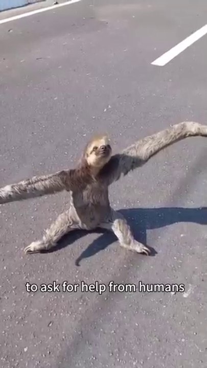 Helping sloth mom#healing #rescue #animalshorts #cute #cuteanimals #shortvideo #shorts