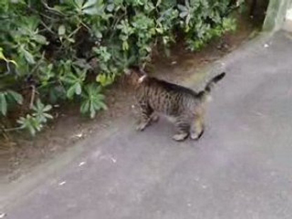 neko et la promenade journaliere