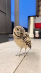 Owlet Makes Funny Head Movements