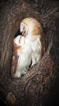 Two Barn Owls Share Playful Moment