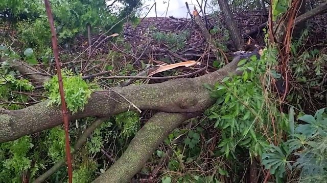 Árvores caem na BR-163 e Corpo de Bombeiros é mobilizado