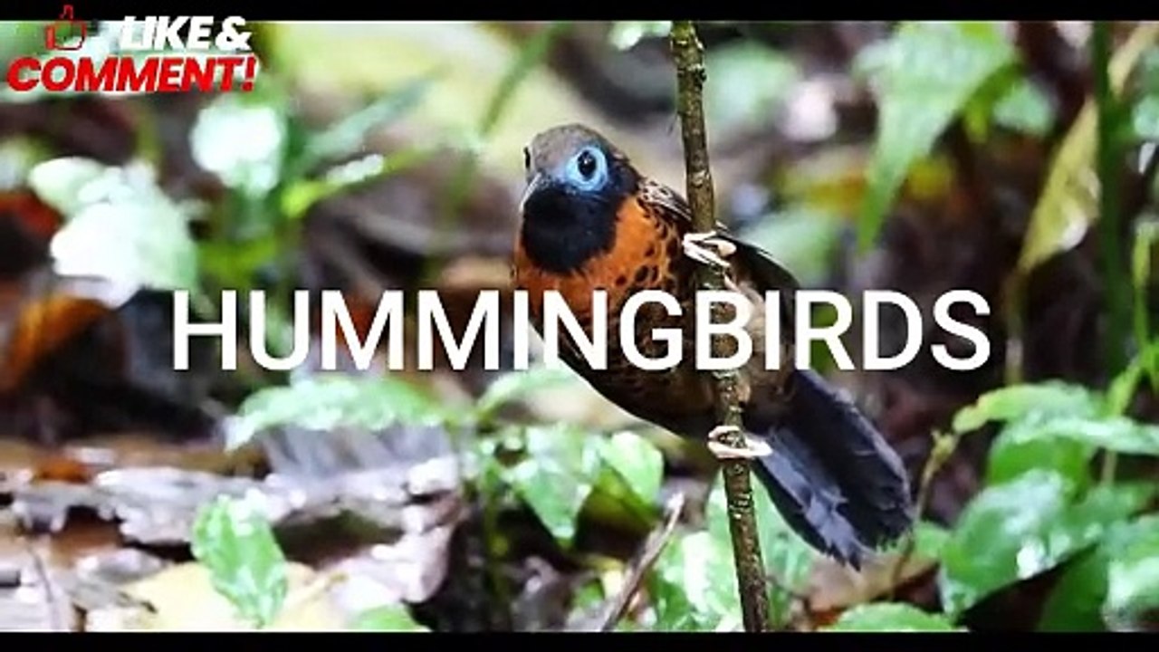 HUMMINGBIRDS