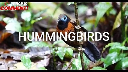 HUMMINGBIRDS