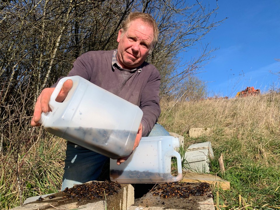 Un agriculteur de Dordogne piège 1.300 frelons asiatiques en une journée