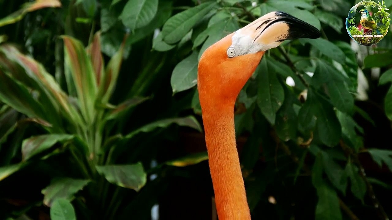 The Unique Behavior of Flamingos | 01 |