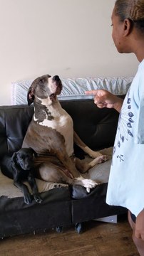 Dog Protects Puppy After Trash Mess