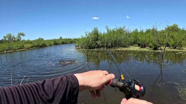 PESCA Y COCINA DE TARARIRAS, PESCADO ENVUELTO EN PAPEL ALUMINIO, AVENTURA DE PESCA Y MUCHA NATURALEZA