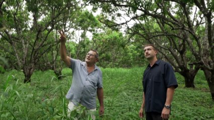 Breakthrough in mango disease research offers hope for Northern Territory growers