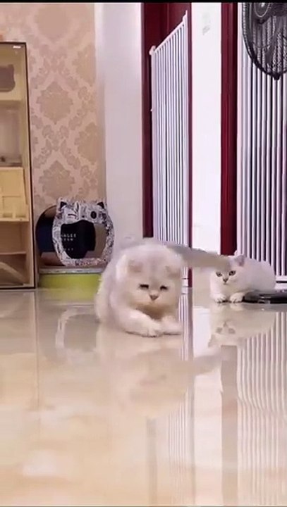 Hund bringt Fernbedienung! 20250211