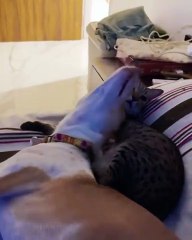 🐾 Welcome to a world where cats and dogs unite! In this exciting video, we