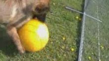 Bebe-Treibball