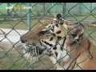 Rearing big cats at Abu Dhabi Wildlife Centre