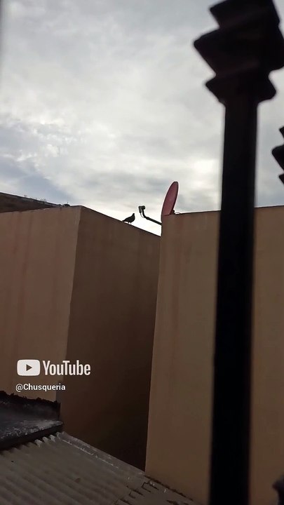 Palomas en el atardecer seres alados llegan al techo de la casa #shorts #animales #mascotas