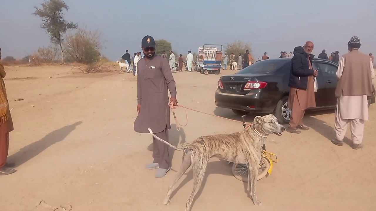 Soor Ka Shikar || wild boar hunting|| jungali suar Ka Shikar