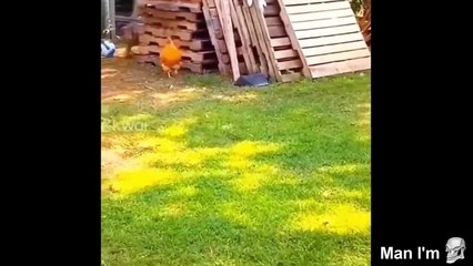 1 Hour Extreme Try Not To Die Laughing