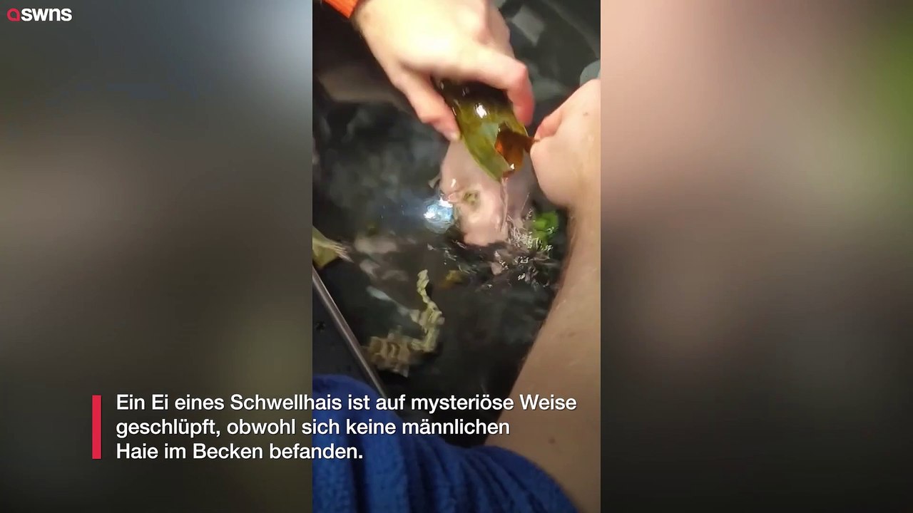 Schwellhai schlüpft ohne männlichen Hai im Becken