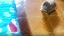 ลุ้นหนักมาก น้องต่ายจะขึ้นเตียงได้ไหม ?