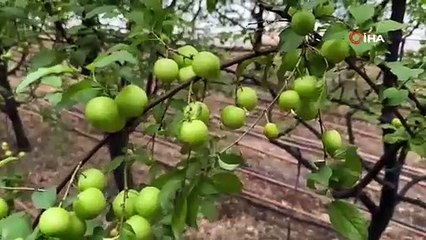 Türkiye’nin En Pahalı Meyvesi Hasat Edildi! Kilosu 7 Bin TL