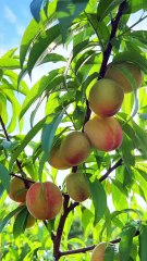 #Pastoral Life 今天我带大家来欣赏我的菜园美景，喜欢的就来找我！热烈欢迎你们！  Today I will take you to appreciate the beauty of my vegetable garden. If you like it, come and find me! Warmly welcome you!