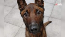 Malgré un passé de maltraitance, ce chien n'a pas perdu son amour pour les humains et il n'attend que vous