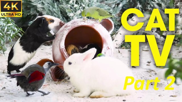 Cat's Favorite Show Birds and Squirrels Eating in the Forest - Video For Cats To Watch PART 2