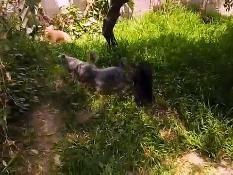 Recopilación de videos de mascotas (perros y gatos) - Fin del 2024, comienzo 2025