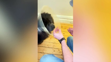 Beloved dog may have to be put down after hit and run leaves hole in backside