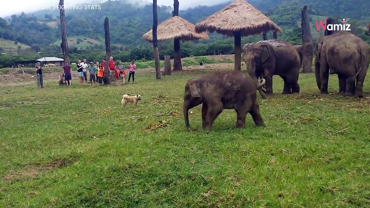 Olifant stormt af op hond: Wat er vervolgens gebeurt is verbluffend!