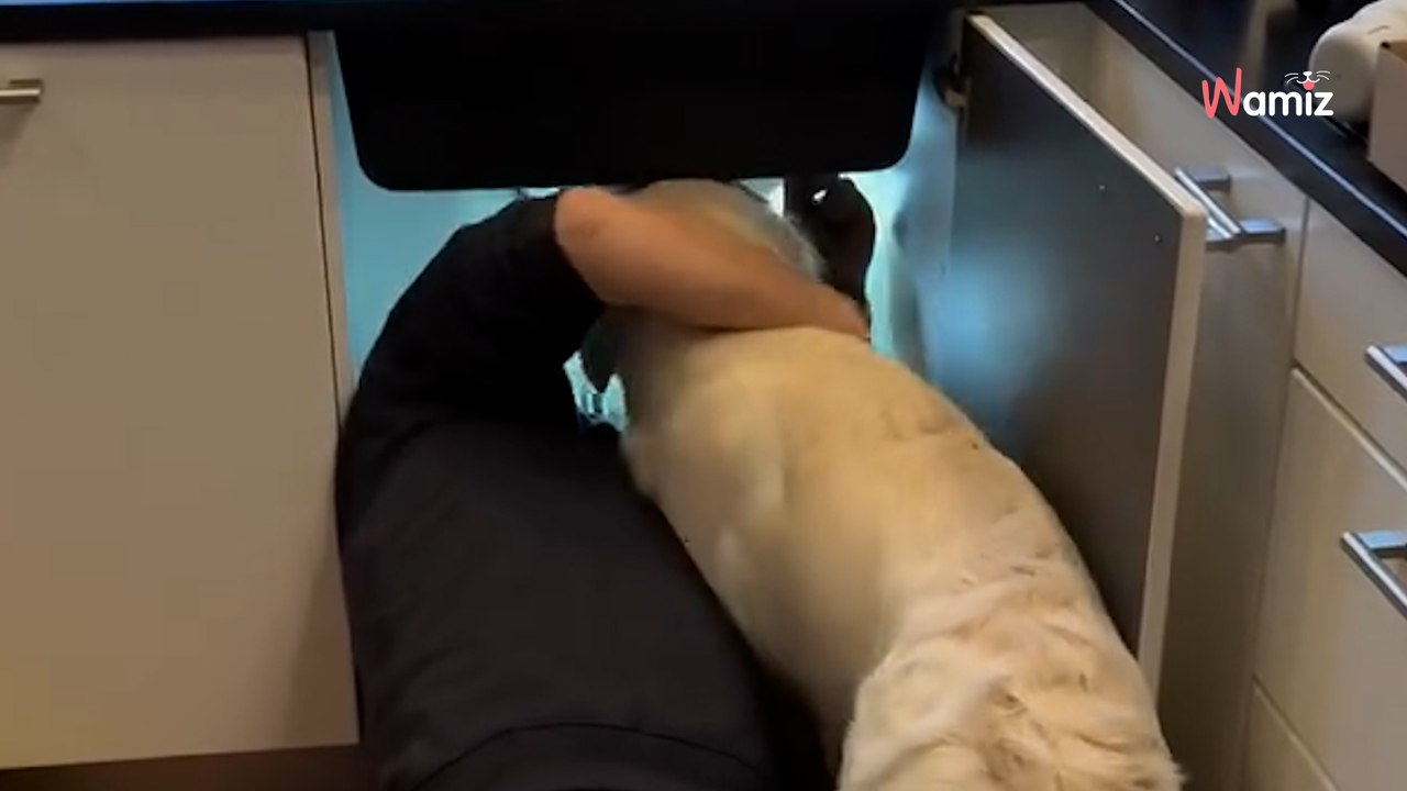 Loodgieter komt verstopte gootsteen ontstoppen,  Golden Retriever des huizes besluit hem te "helpen".