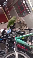 Papagaio grita por socorro ao ver gato